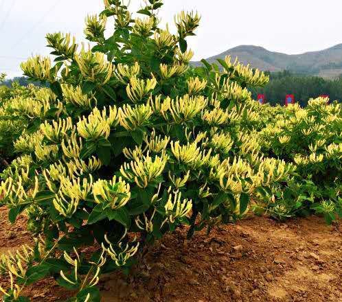 北花一号金银花苗  金银花苗北花一号包邮免提供运费