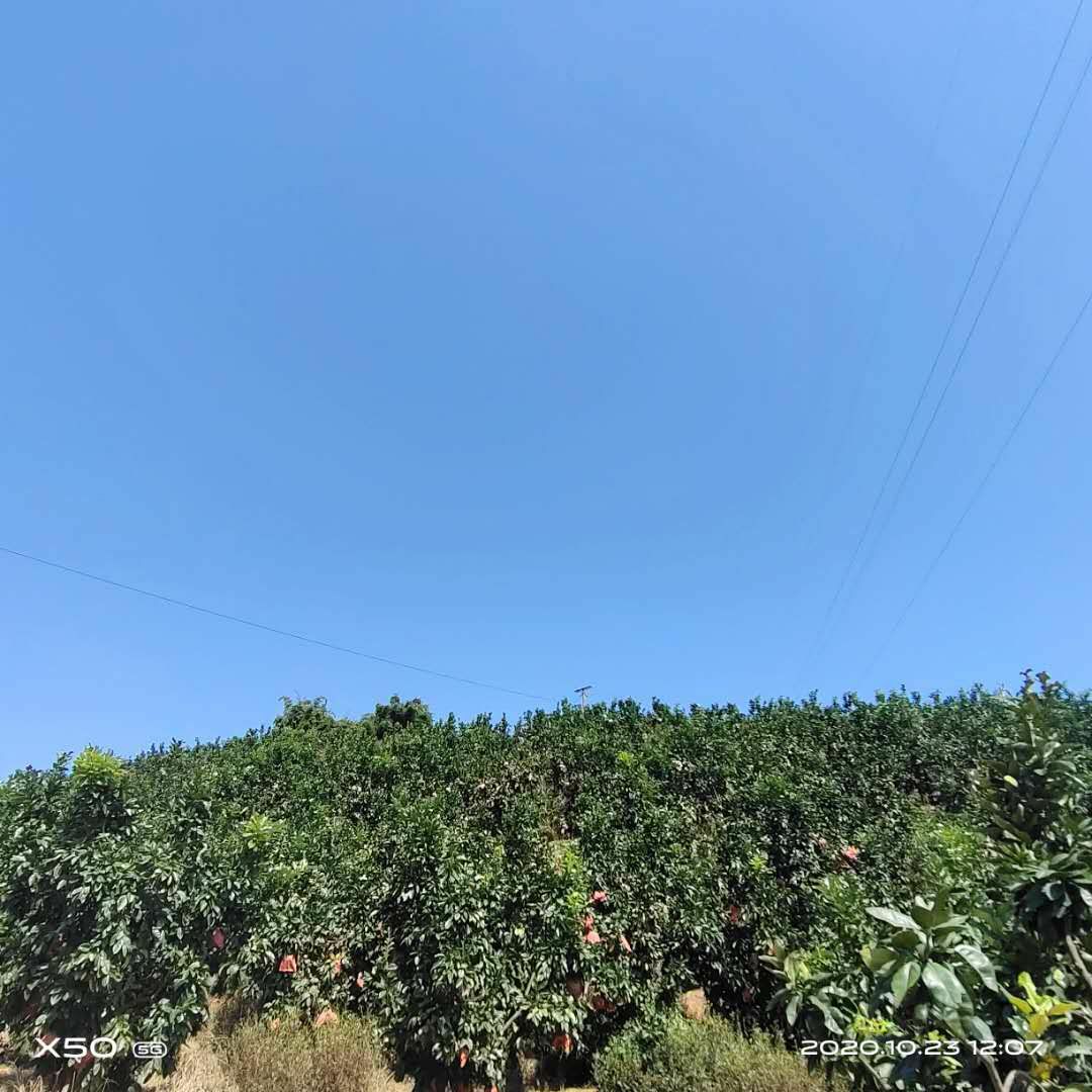 红肉蜜柚  福建红心蜜柚