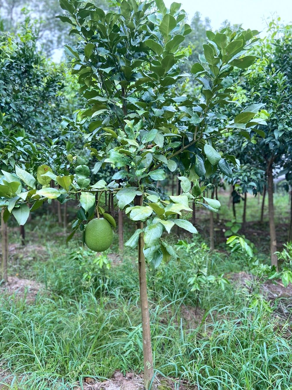 红肉蜜柚苗嫁接柚子树苗红心蜜柚三红蜜柚南北方种植盆栽地栽果树苗