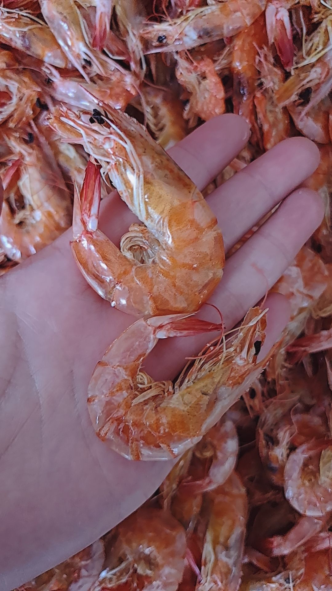 对虾干  烤对虾，大量有货，都是海水活虾加工，低盐分