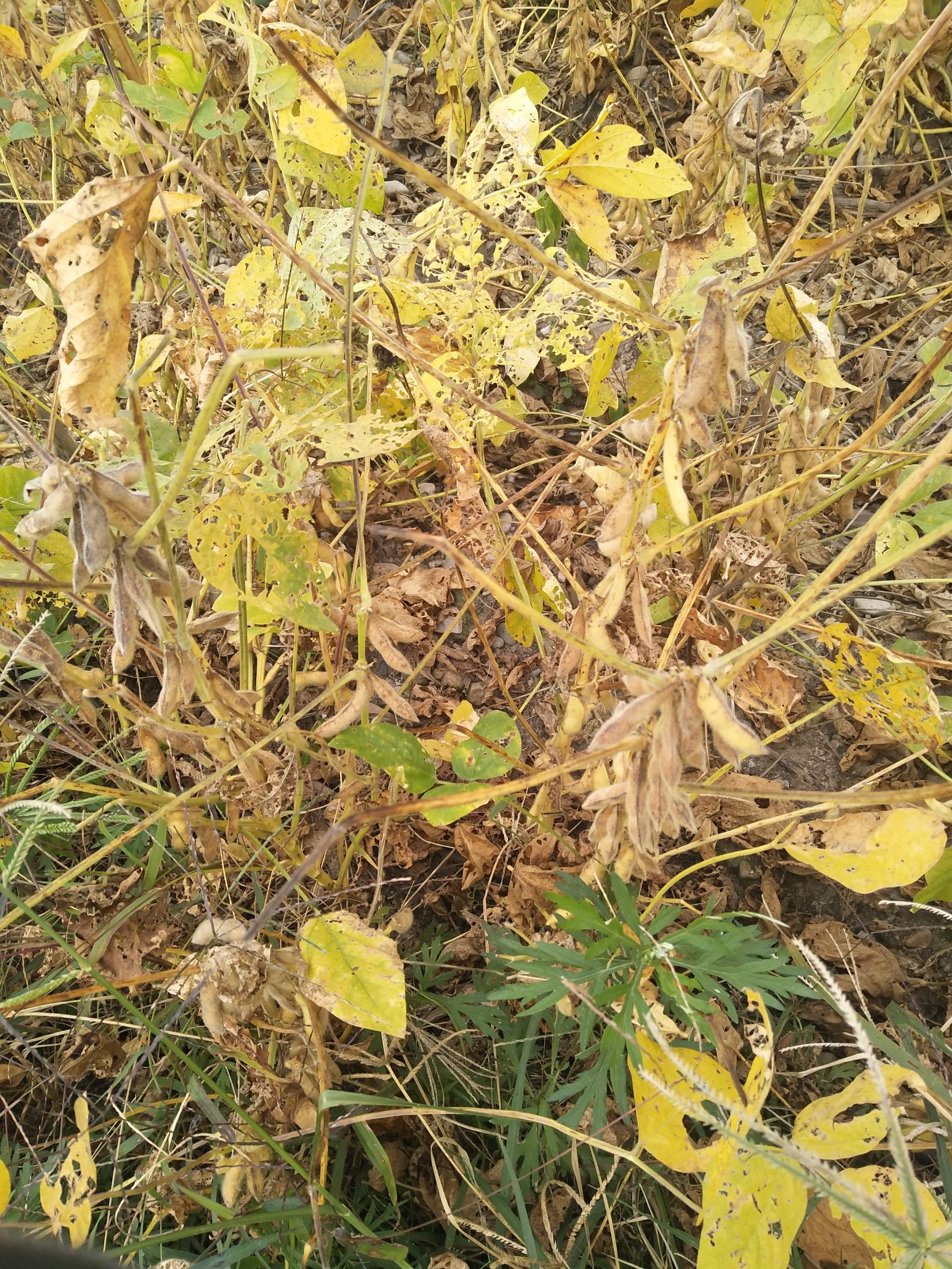 有机黄豆 精品黄豆，大黄豆