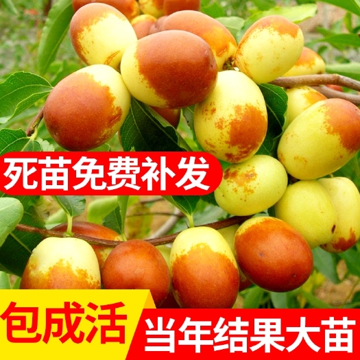 平邑县沾化冬枣苗  冬枣树苗大青枣树苗嫁接优南北种植包品种当年结果包品种价格优惠