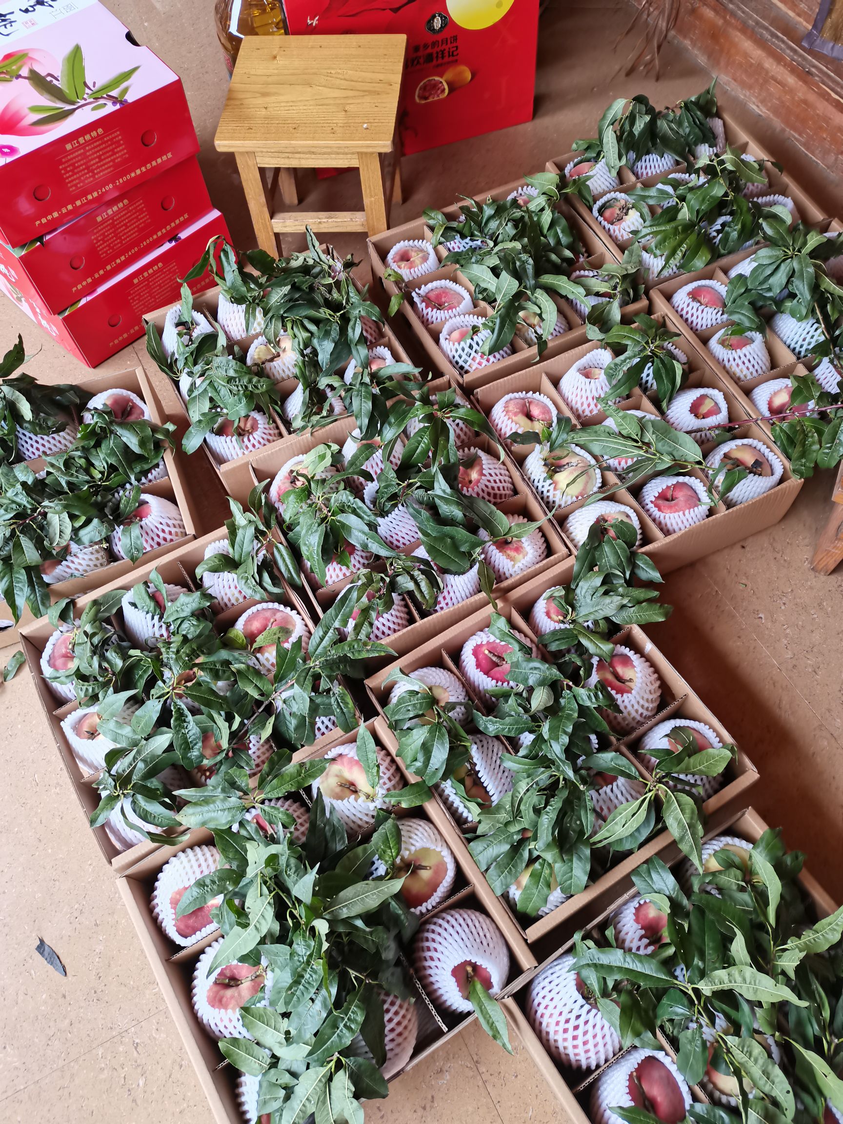 巨型冬桃苗  桃树嫁接苗，晚熟桃树，丽江雪桃苗，云南冬桃苗