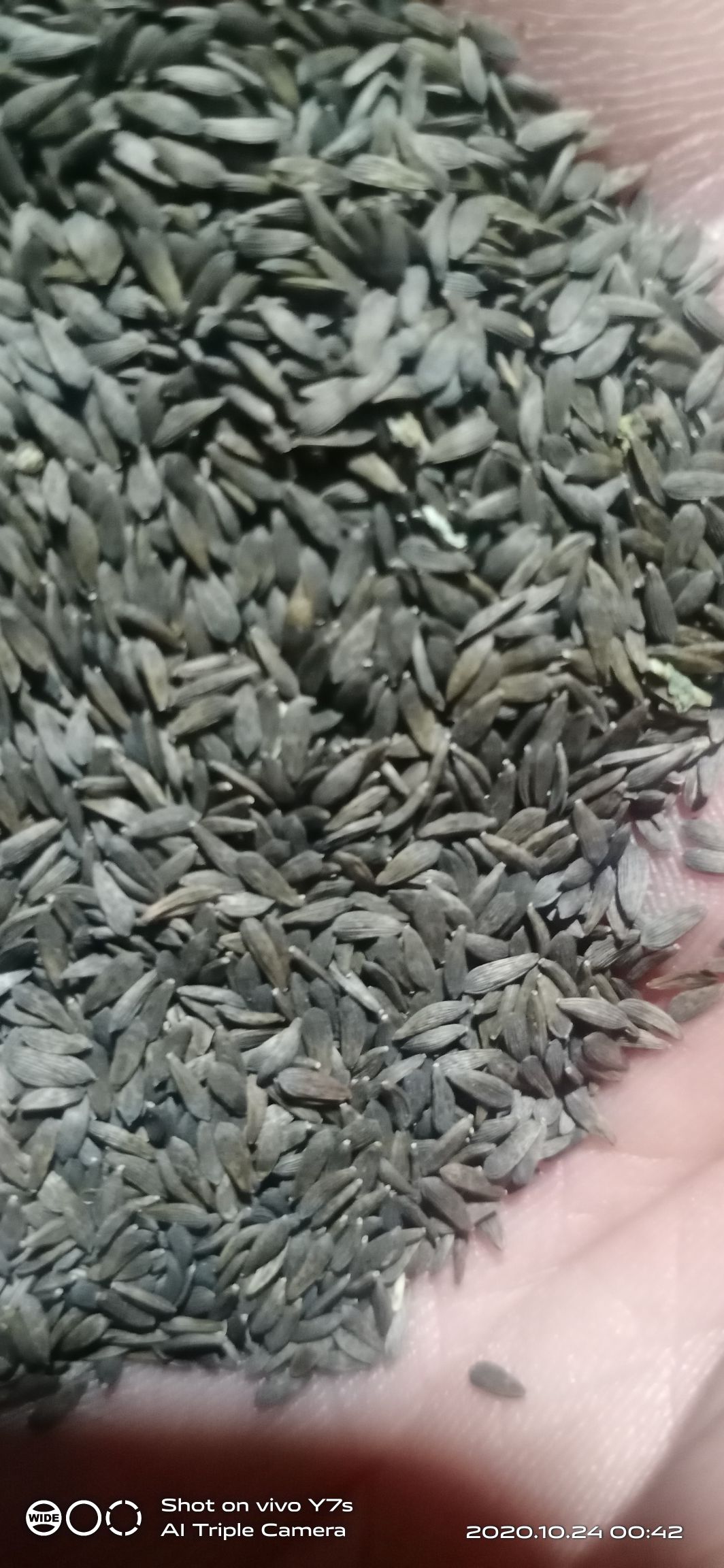 莴笋种子  红尖叶莴笋，耐寒不耐热，产量最高达到一亩地一万五千斤。
