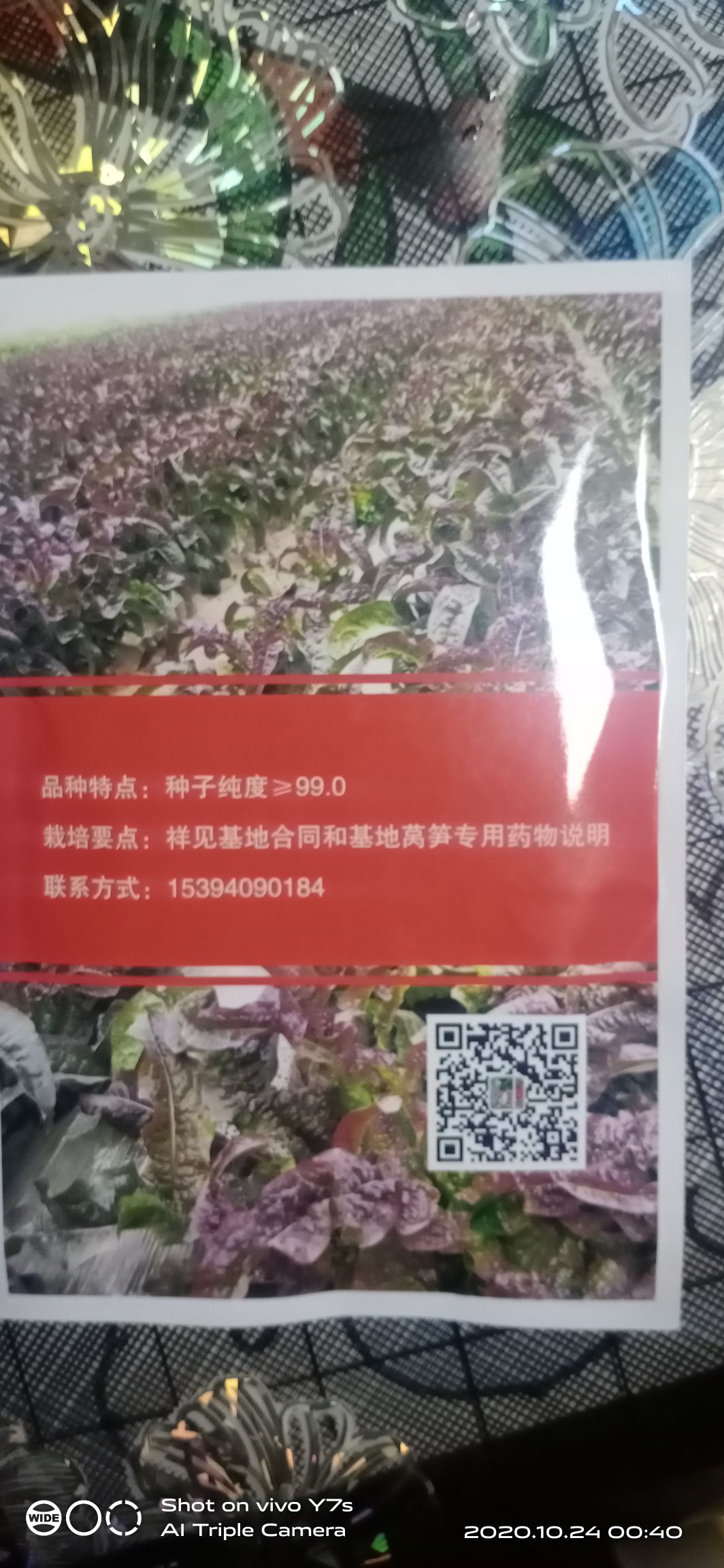 莴笋种子  红尖叶莴笋，耐寒不耐热，产量最高达到一亩地一万五千斤。