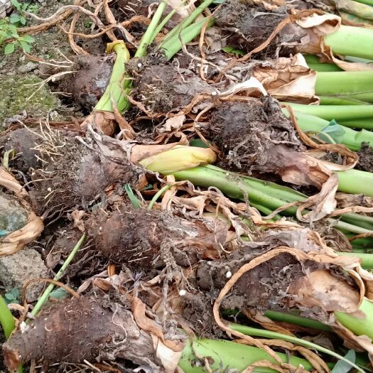 荔浦市荔浦芋头12到15个装
