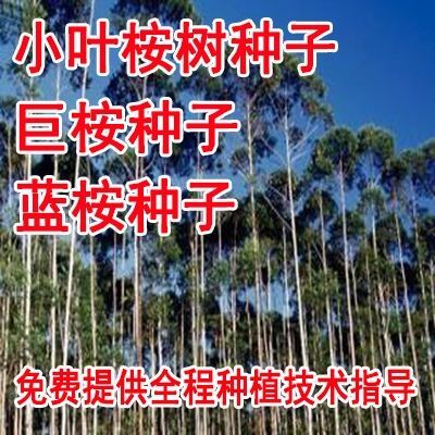 杉木种子  新采桉树种子 大小叶桉树 柠檬按 林木种子 速生桉树 巨桉树