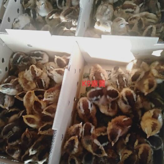南宁K9鸡苗 K九鸡苗，广西耀鑫孵化场直销批发