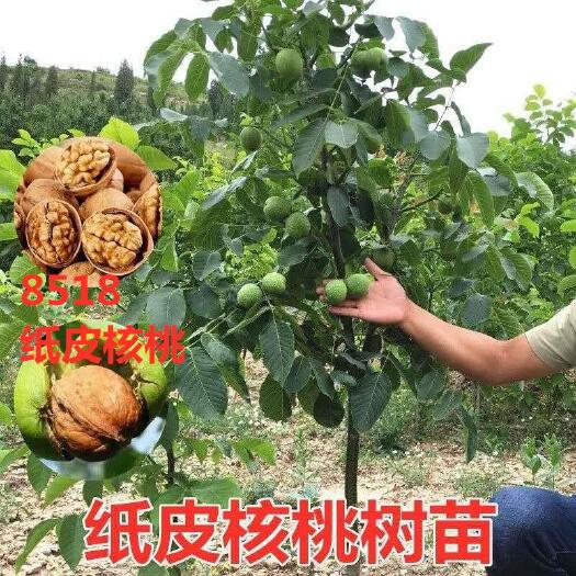 平邑县薄皮核桃苗  纸皮核桃树苗，基地直销，全国包邮，欢迎咨询购买