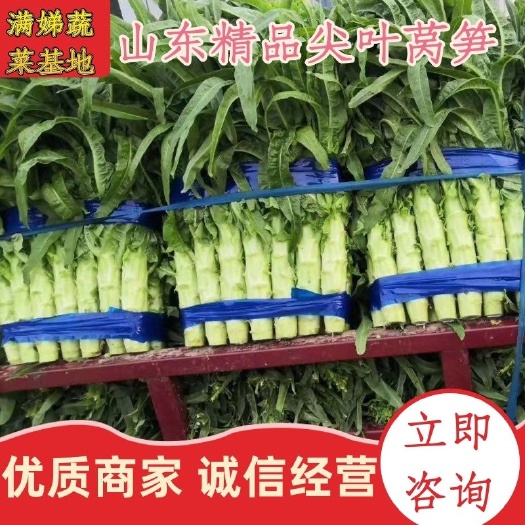 兰陵县红叶莴笋  精品红尖叶莴笋