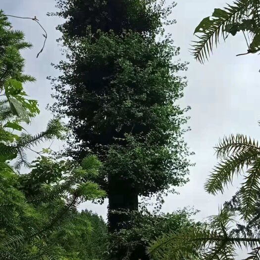 全州县古银杏树 移植大银杏树