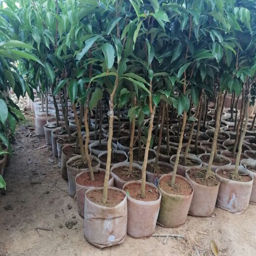 灵山县 桂味荔枝苗
