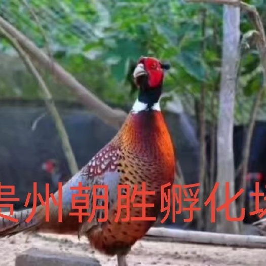兴义市山鸡苗  ，七彩，品种纯正，价格合理，量大优惠大