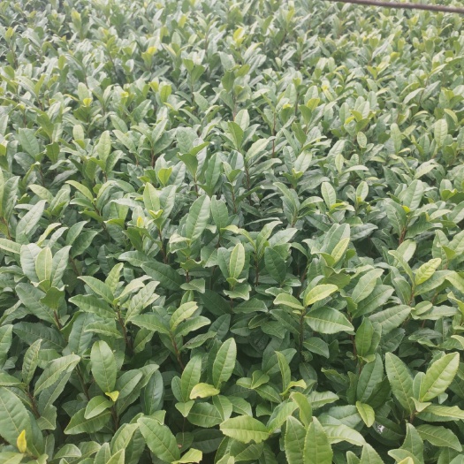 雅安奶白茶树苗  奶白茶苗极白茶苗·特早奶白茶苗
