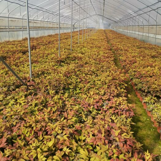 泰安市开发区旭程农业科技有限公司,大量出售火焰南天竹。