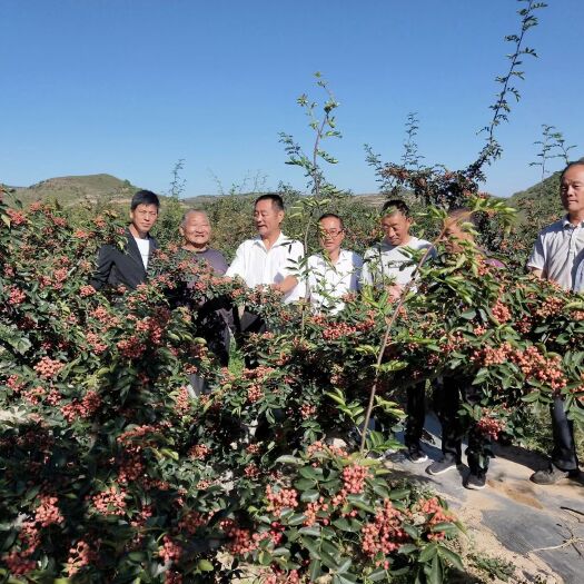 绛县 大红袍花椒苗高产花椒苗现挖发货保证品质