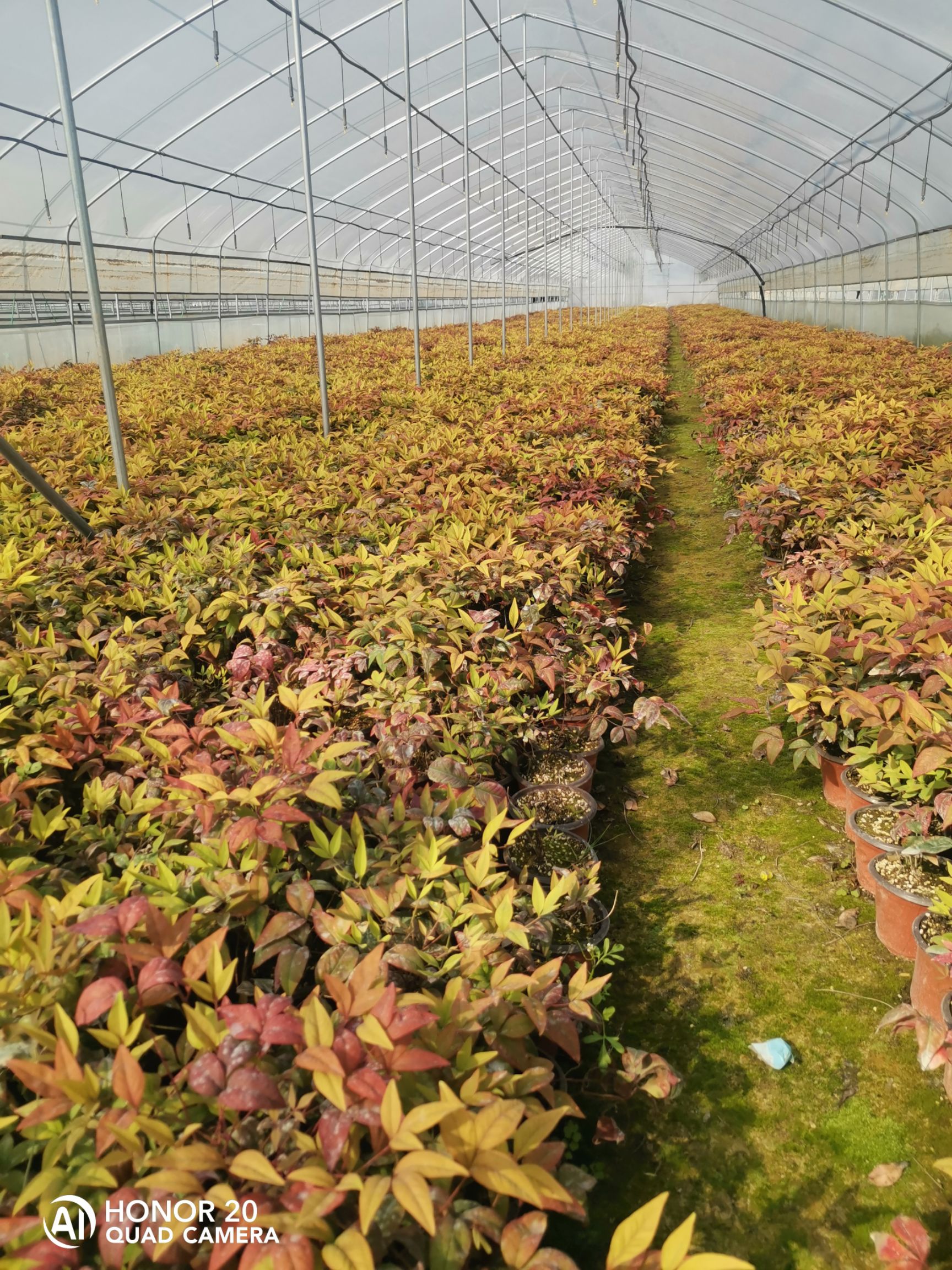 泰安市开发区旭程农业科技有限公司，大量出售火焰南天竹。