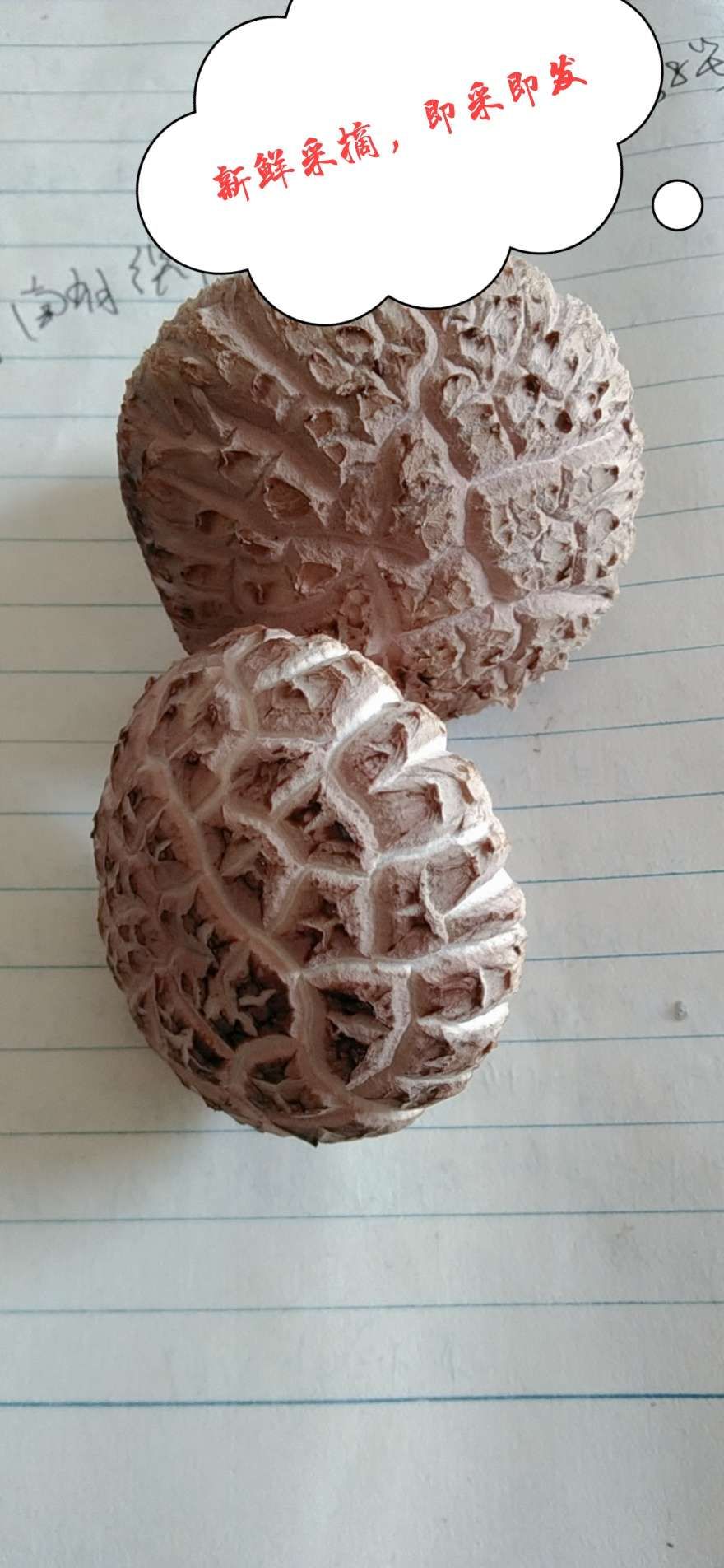 花菇  河南内乡春栽袋料3斤包邮新鲜采摘，