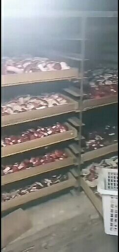 自家烘烤云南普洱大红菇微开伞蓝底人工挑选无菇脚碎片