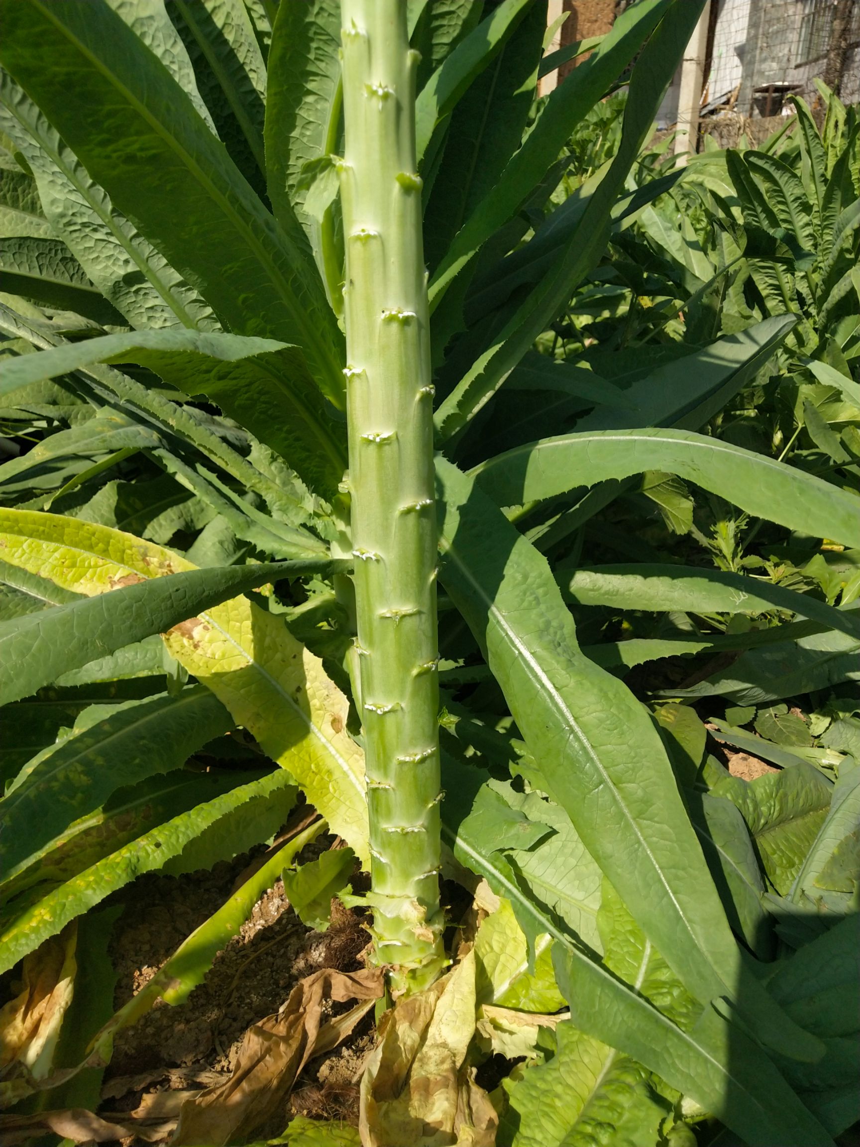 青尖葉萵筍  云南精品三青萵筍，一米青 青皮青肉  皮薄肉厚