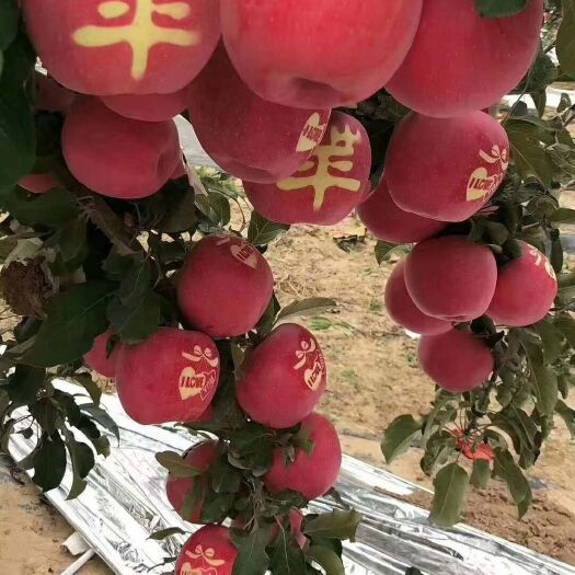 静宁县静宁苹果  静宁红富士，片红，条红各种规格