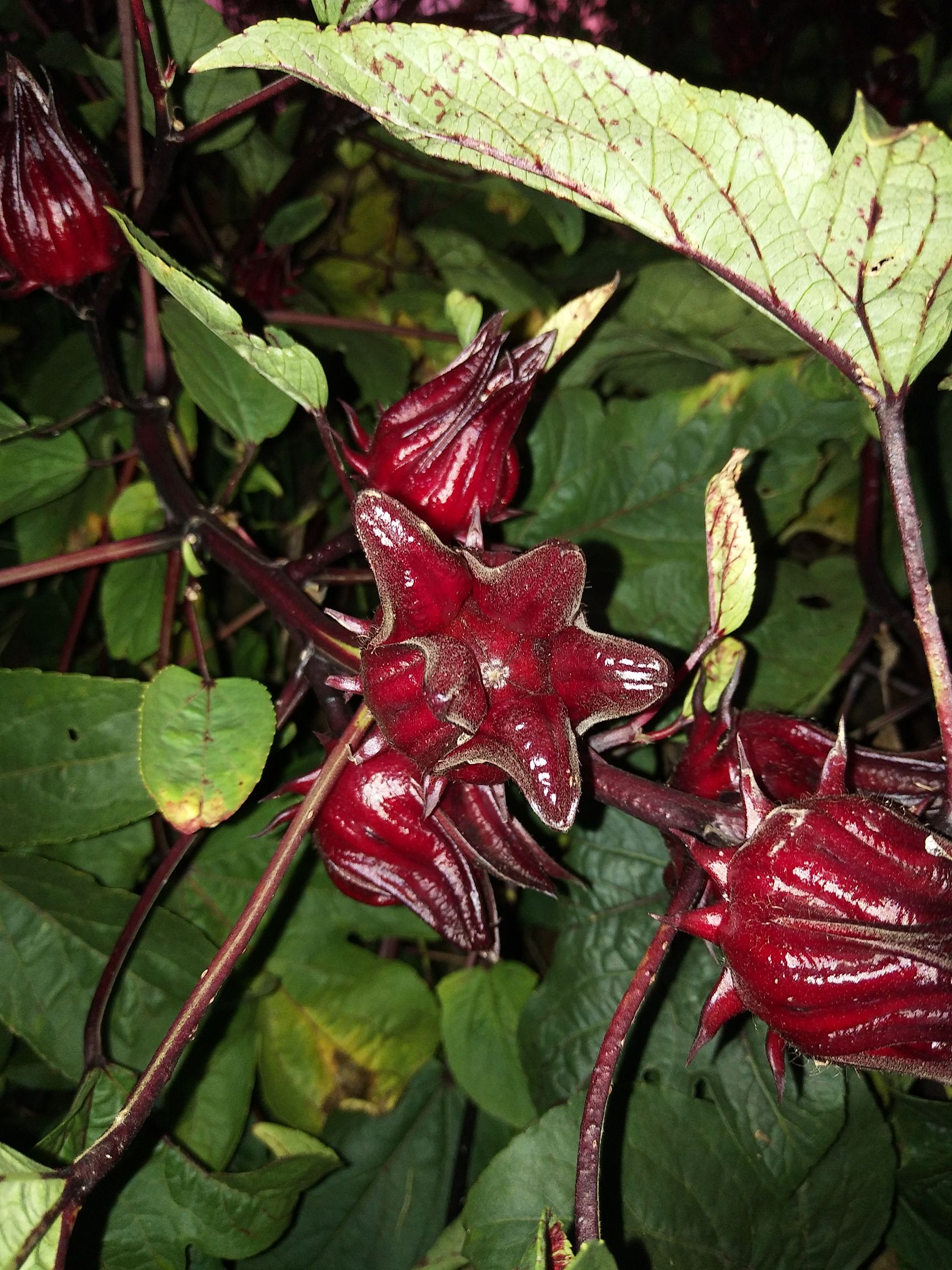 洛神花茶（玫瑰茄  红桃k）