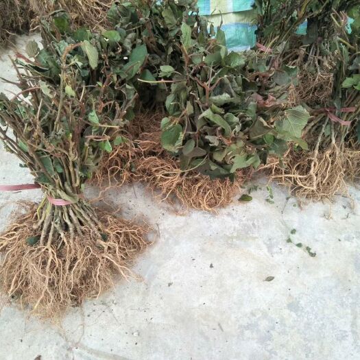苍溪县红阳猕猴桃苗 实生苗 