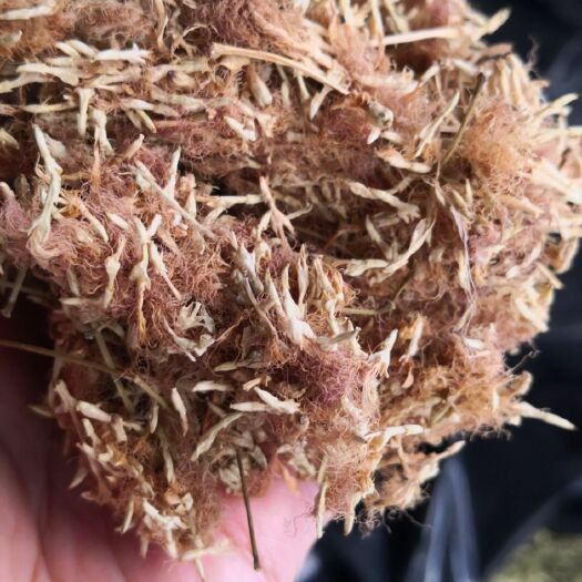 合欢花 河北产 各种规格 量大从优