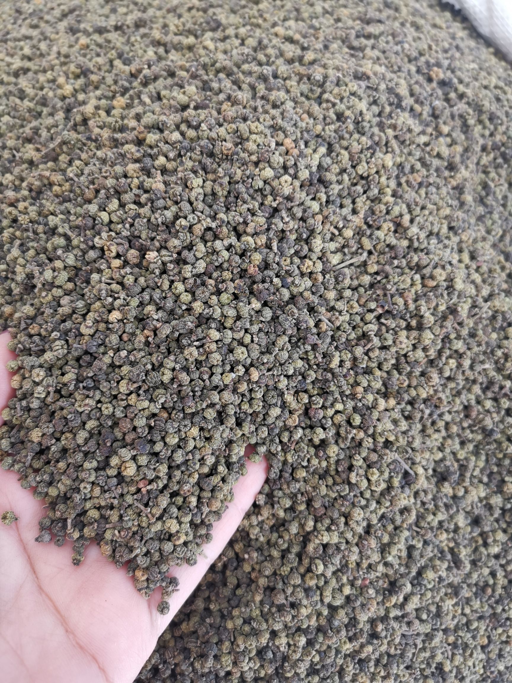 吴茱萸 产地一手货源 小花吴茱萸规格齐  可供实体店批发零售