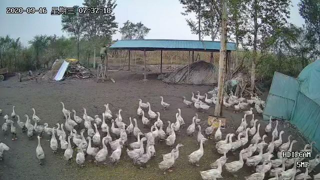 鸡东县大三花鹅 卖大鹅