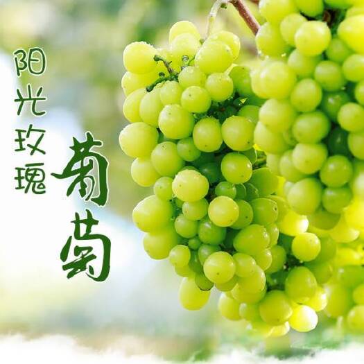 平邑县阳光玫瑰葡萄苗