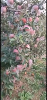 红富士苹果  砀山各种苹果大量上市，色泽好，货源多，糖度高，