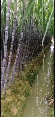 博白县黑皮甘蔗 3 - 4cm 2.5 - 3m