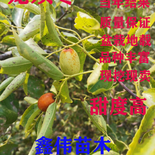 平邑县龙须枣苗  枣树苗 龙须枣树苗盆栽地载南北方种植当年结果果大味甜