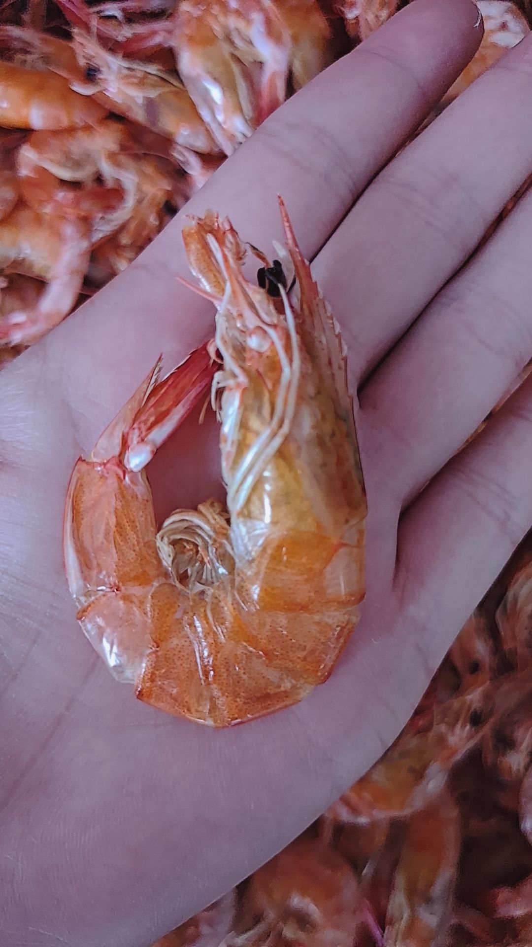 对虾干  烤对虾，大量有货，都是海水活虾加工，低盐分