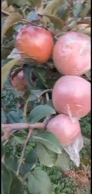 红富士苹果  砀山各种苹果大量上市，色泽好，货源多，糖度高，