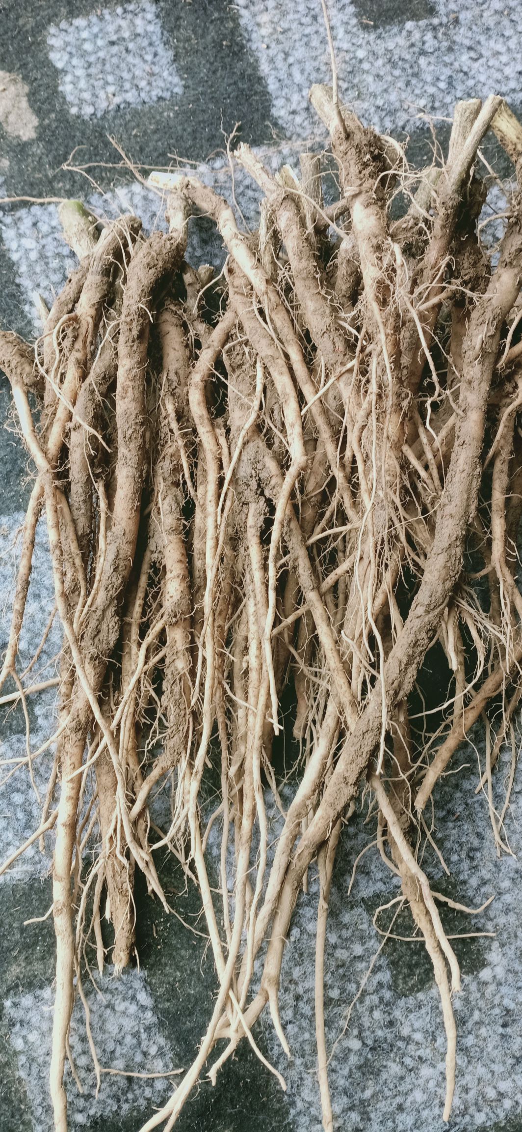 川牛膝  。干牛膝