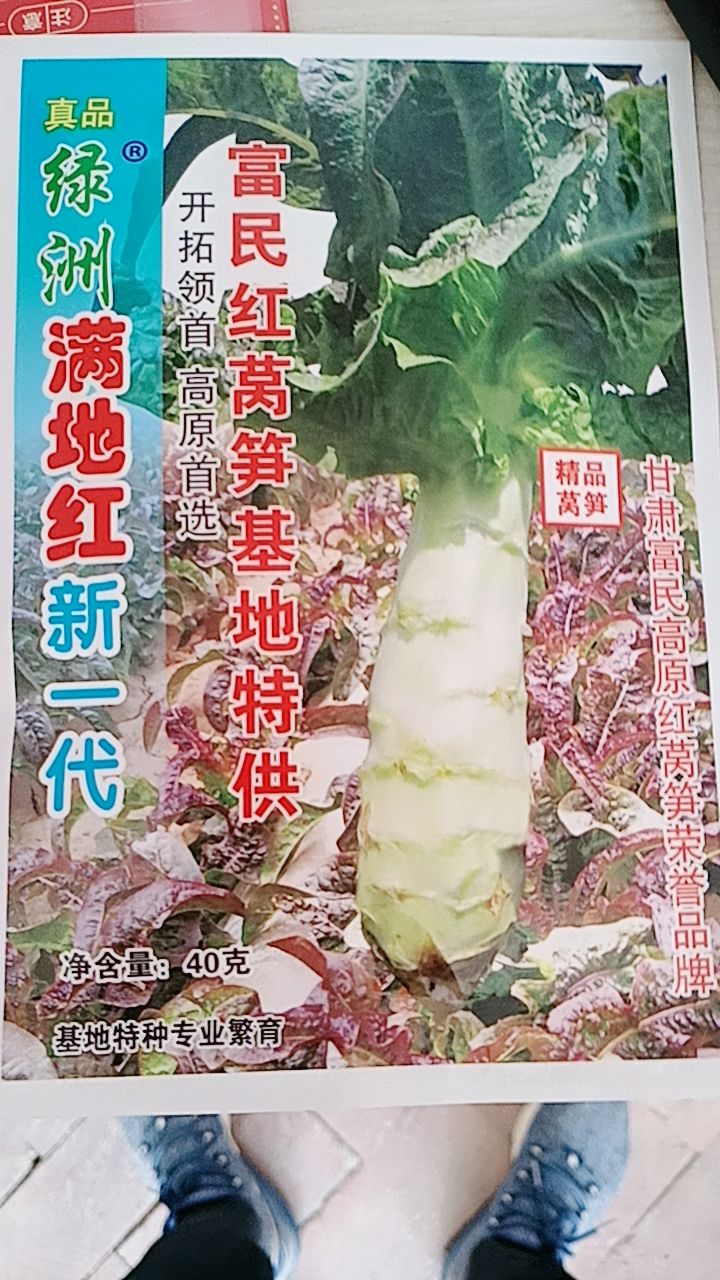 莴笋种子  红尖叶莴笋，耐寒不耐热，产量最高达到一亩地一万五千斤。