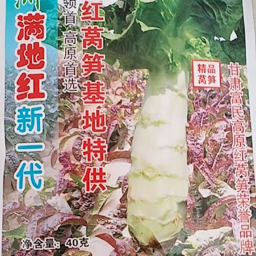 古浪县莴笋种子  红尖叶莴笋，耐寒不耐热，产量最高达到一亩地一万五千斤。