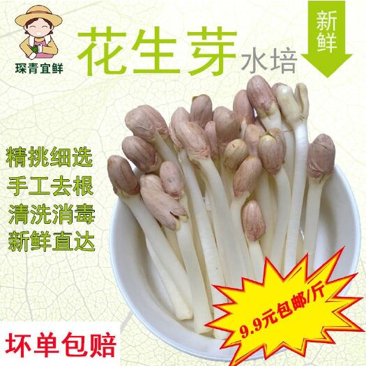 大邑县 四川新鲜现采花生芽长寿芽农家特产