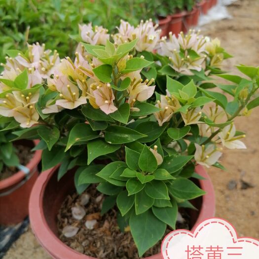 漳州福建省漳州三角梅塔紫三角梅