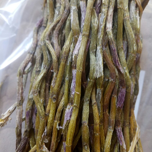 文山市铁皮石斛  粗干筋条