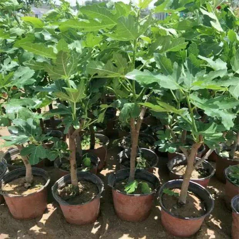 波姬红无花果苗 无花果树苗四季盆栽地栽无花果苗南方北方种植品种特大当年结果