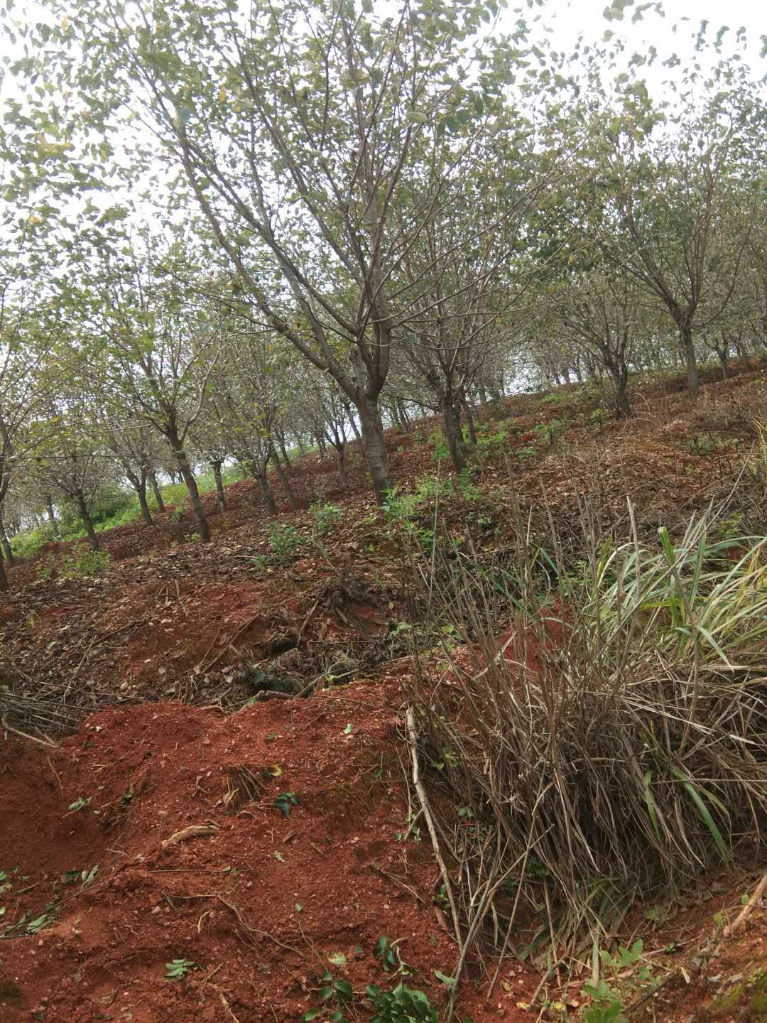 日本晚樱 樱花，早樱，晚樱