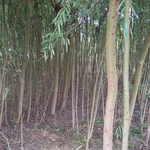 郧西县 柳树苗急售。好苗赶紧买，征地便宜卖