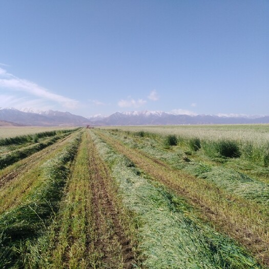 山丹县饲料燕麦草 燕麦青贮草  2021年高原青割燕麦草