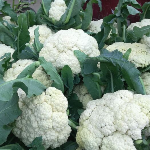 乐亭县松花菜  松花，个头均匀，彦色白，叶绿