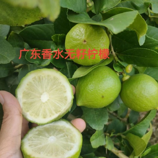灵山县广东香水柠檬苗 嫁接苗  扦插苗 香水产量高 四季结果