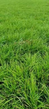 曹县麦冬草  麦冬苗基地直销，现挖苗青，成活率99%。