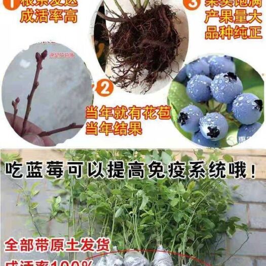 临沭县 蓝莓苗